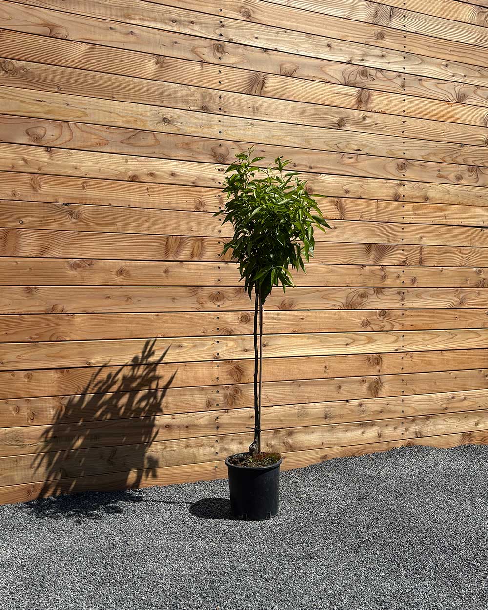Mandarinenbaum L