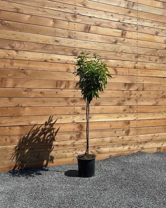 Mandarinenbaum L