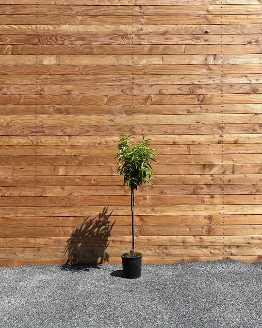 Mandarinenbaum L
