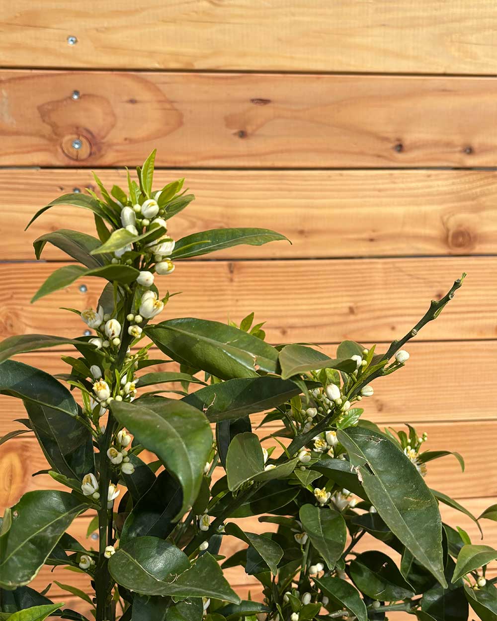 Mandarinenbaum XL
