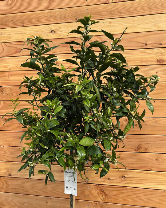 Mandarinenbaum XL