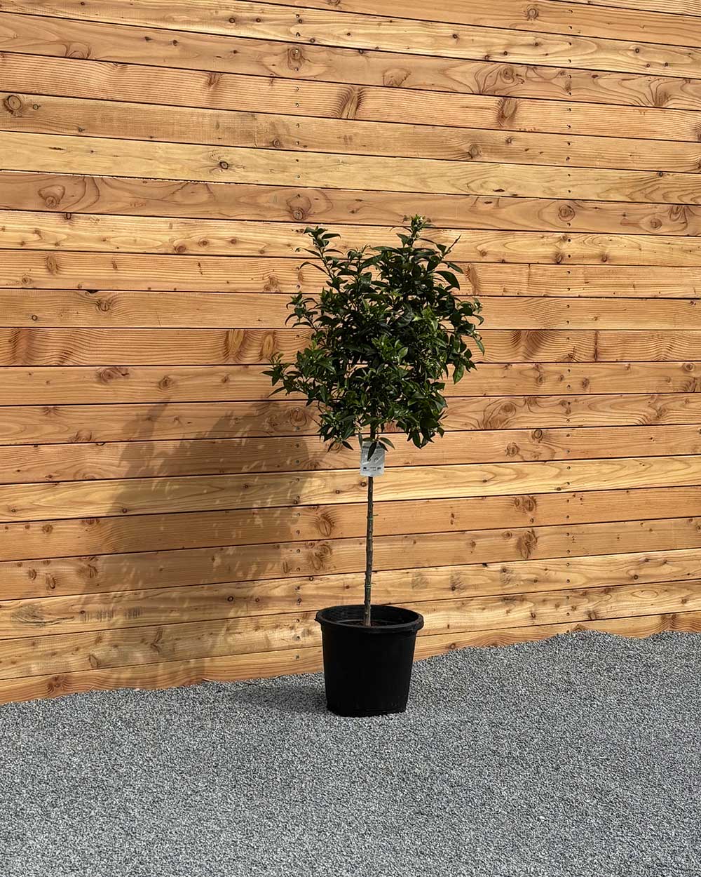 Mandarinenbaum XL
