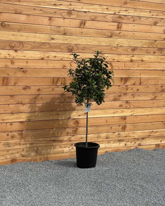Mandarinenbaum XL