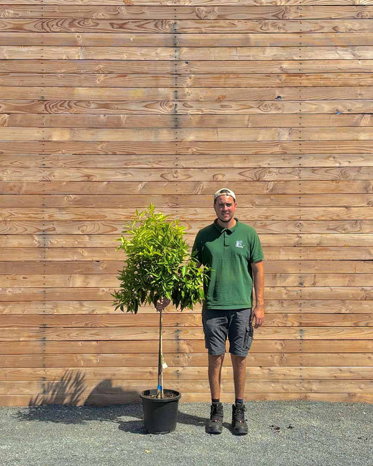 Mandarinenbaum XL