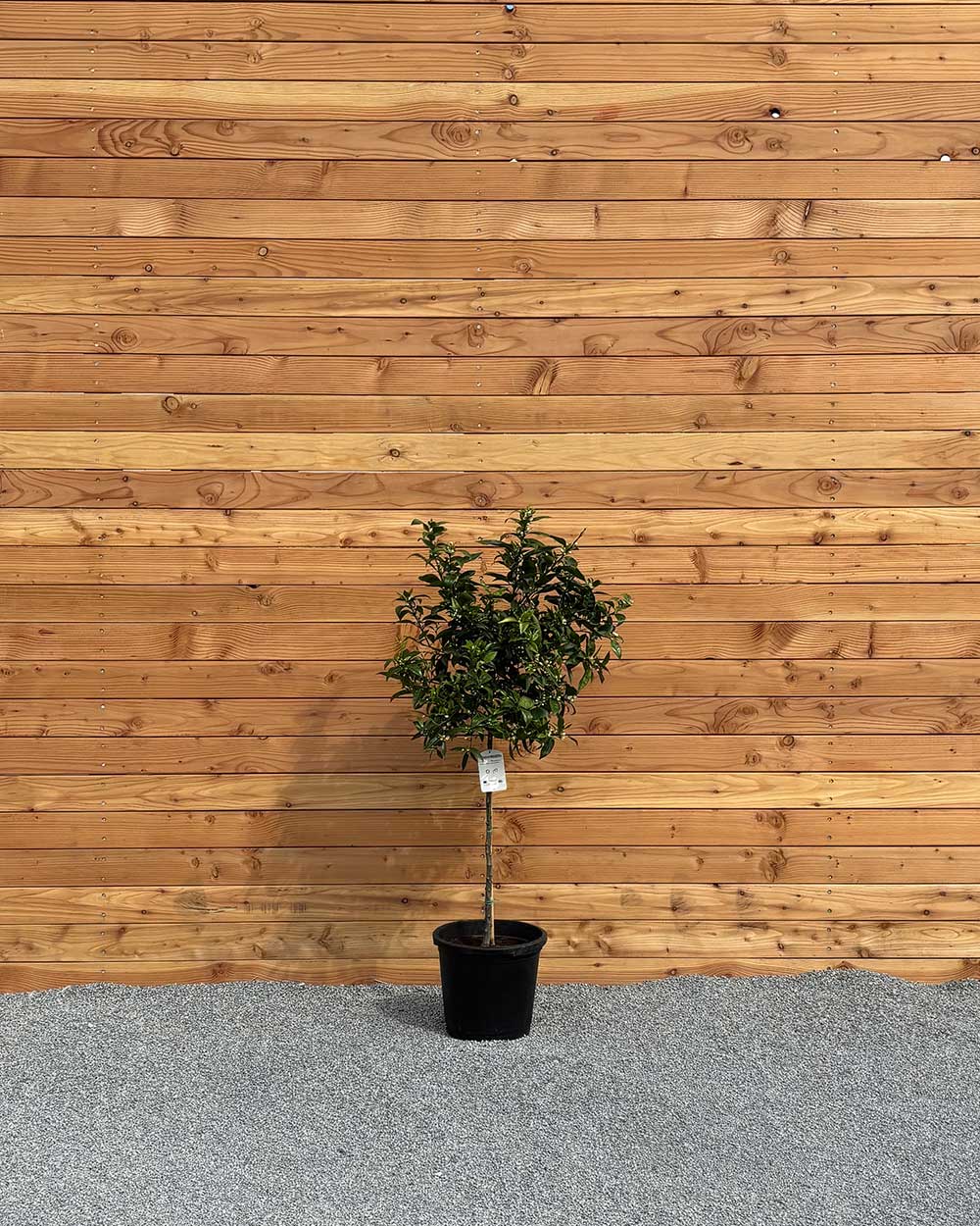 Mandarinenbaum XL