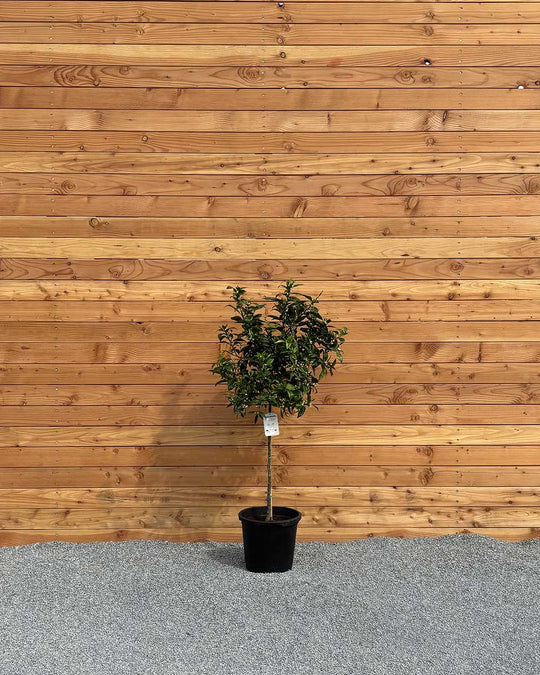 Mandarinenbaum XL