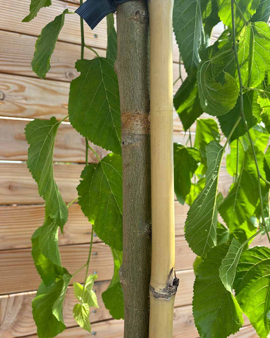 Hängende Maulbeere "Morus alba Pendula" Hochstamm