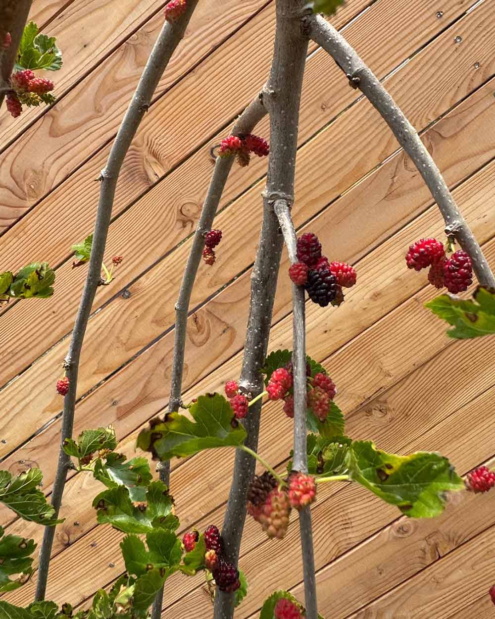 Hängende Maulbeere "Morus alba Pendula" Hochstamm