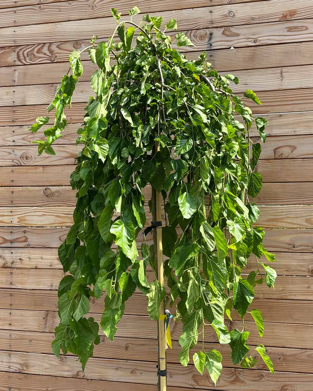 Hängende Maulbeere "Morus alba Pendula" Hochstamm