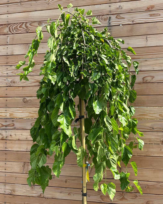 Hängende Maulbeere "Morus alba Pendula" Hochstamm