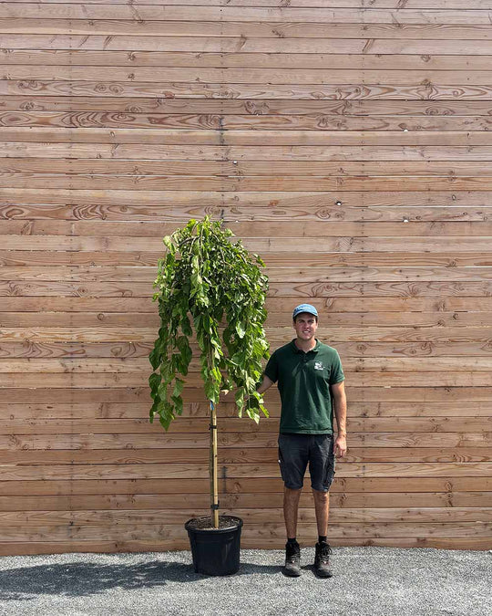 Hängende Maulbeere "Morus alba Pendula" Hochstamm