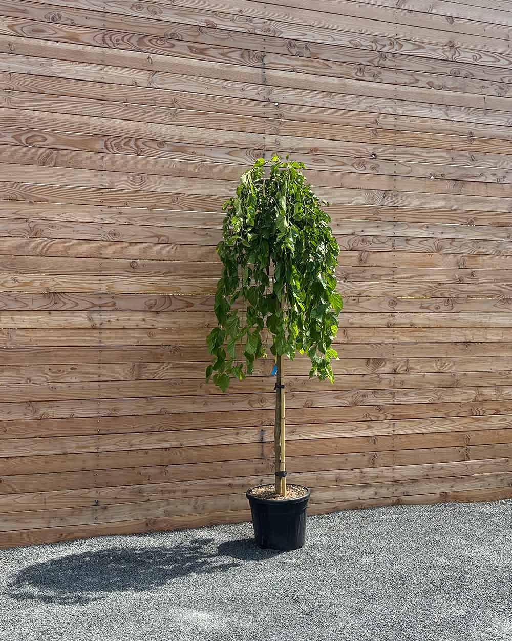 Hängende Maulbeere "Morus alba Pendula" Hochstamm