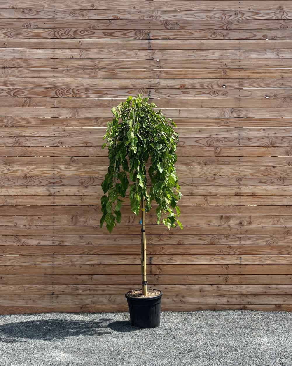 Hängende Maulbeere "Morus alba Pendula" Hochstamm