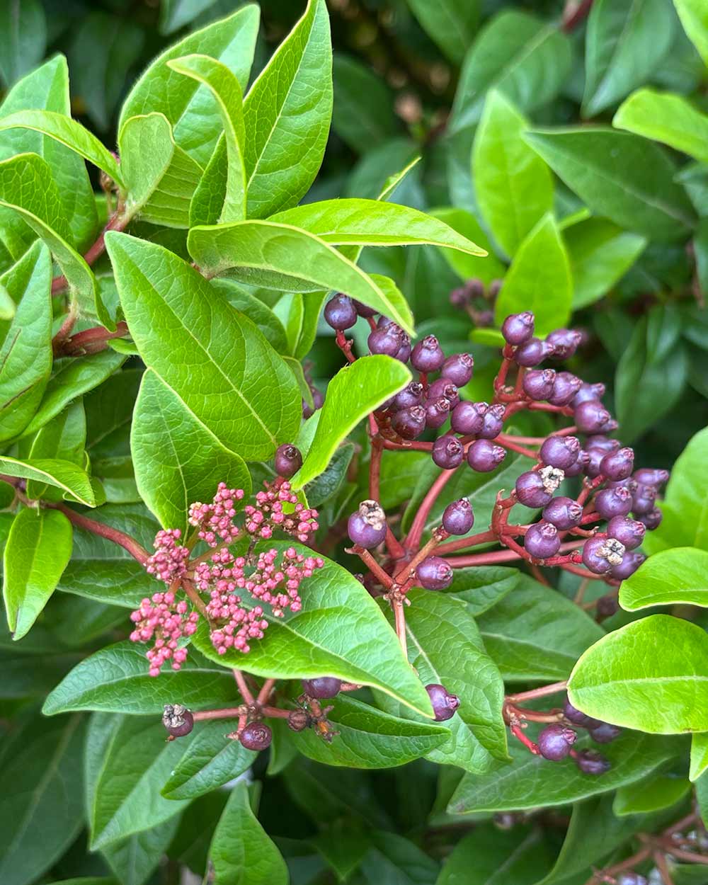Mittelmeer Schneeball – Viburnum tinus (Mehrstämmig)