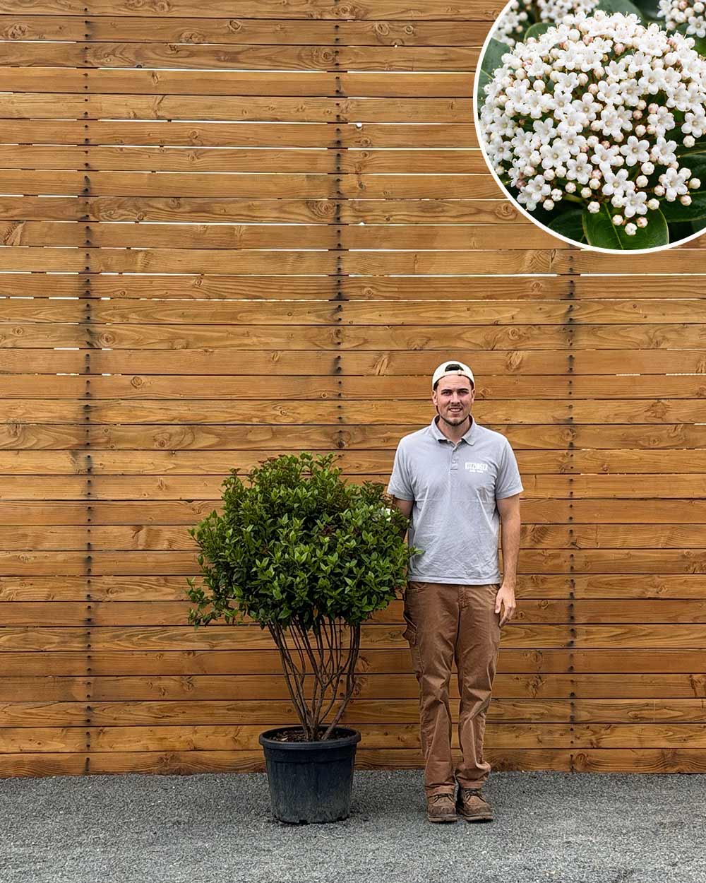 Mittelmeer Schneeball – Viburnum tinus (Mehrstämmig)