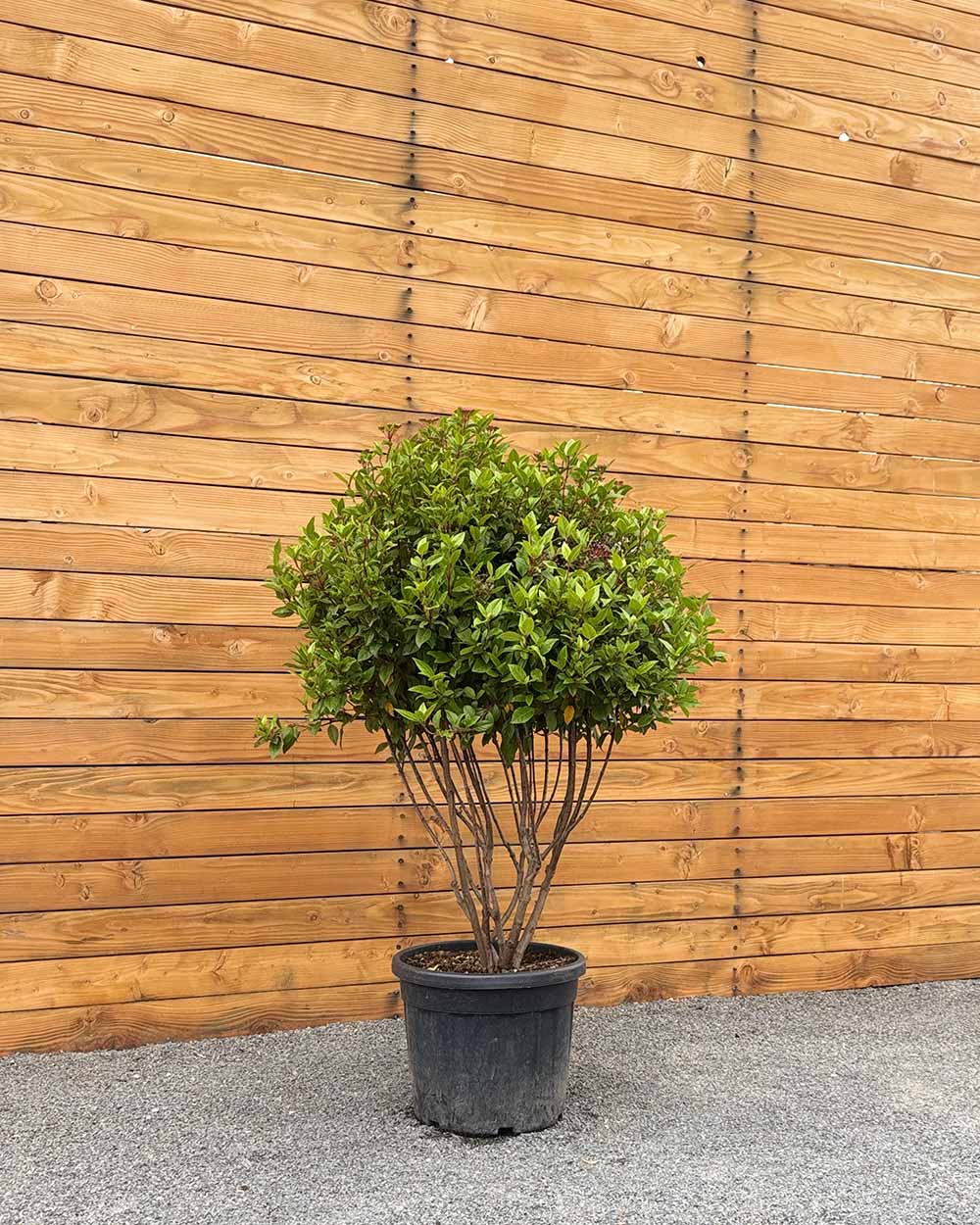 Mittelmeer Schneeball – Viburnum tinus (Mehrstämmig)
