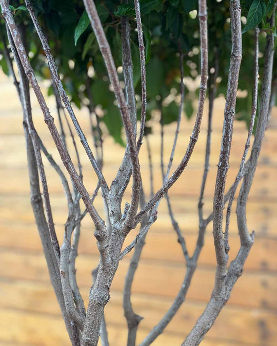 Mittelmeer Schneeball – Viburnum tinus (Mehrstämmig)
