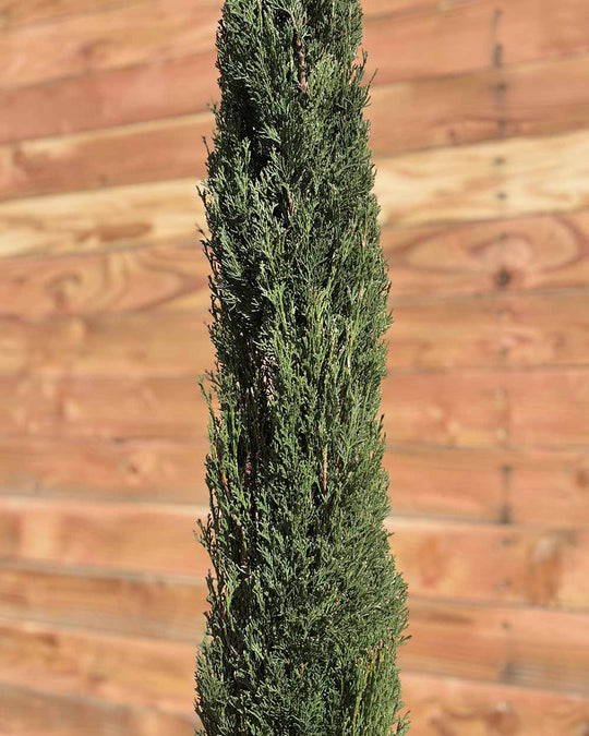 Mittelmeerzypresse – Cupressus sempervirens ‘Totem’