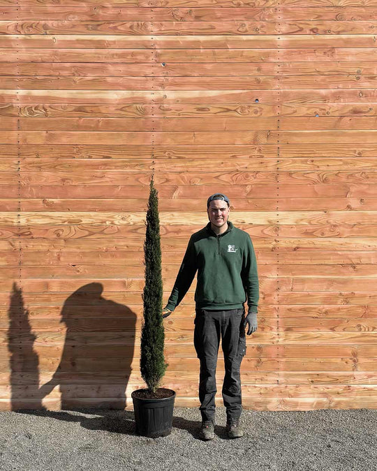 Mittelmeerzypresse – Cupressus sempervirens ‘Totem’