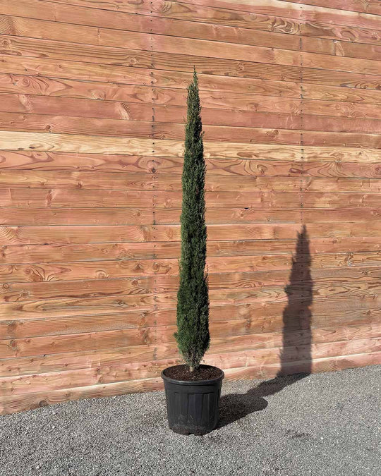 Mittelmeerzypresse – Cupressus sempervirens ‘Totem’