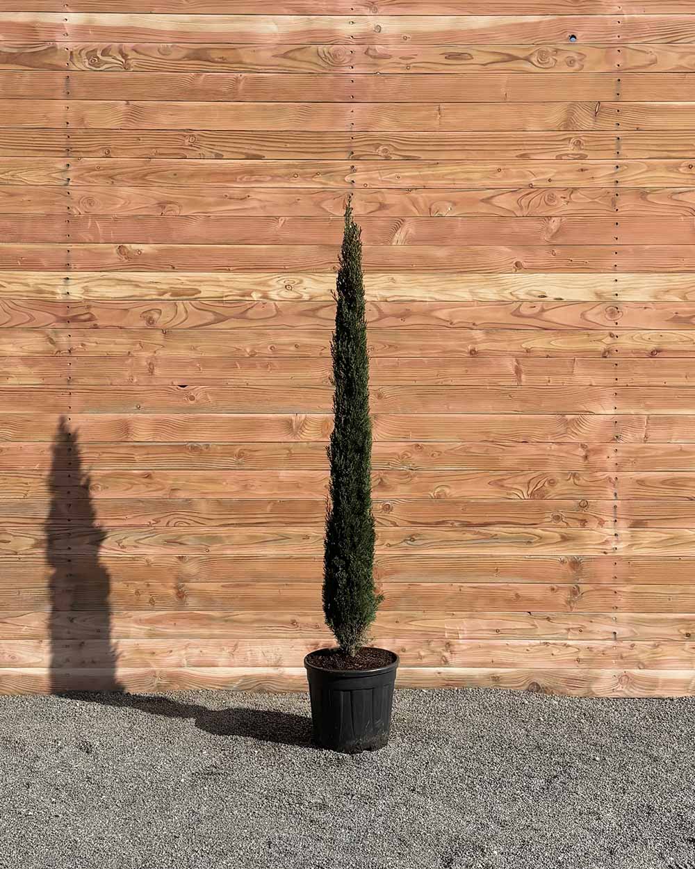 Mittelmeerzypresse – Cupressus sempervirens ‘Totem’