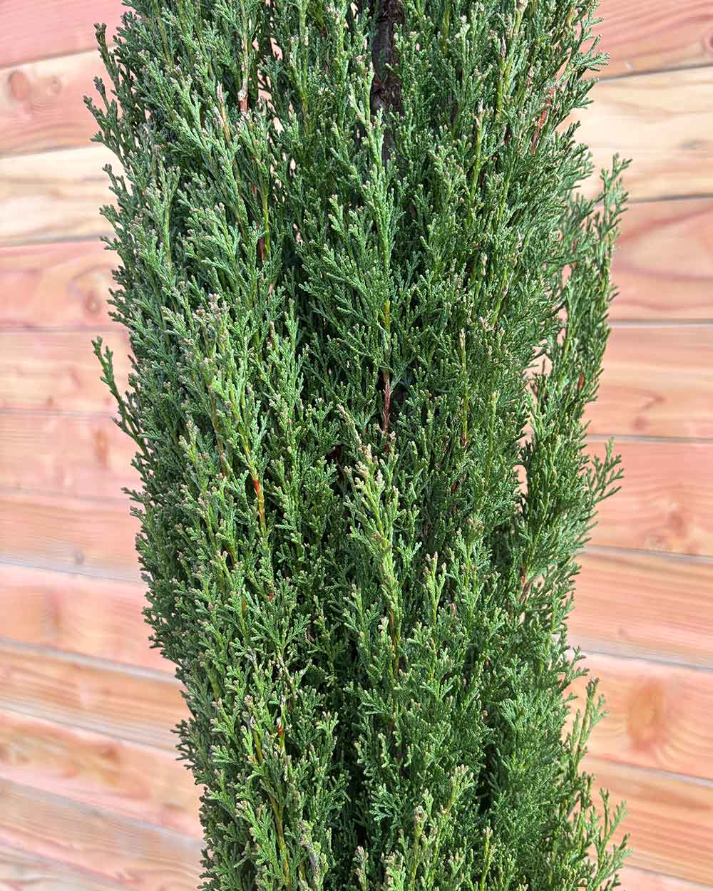 Mittelmeerzypresse – Cupressus sempervirens ‘Totem’
