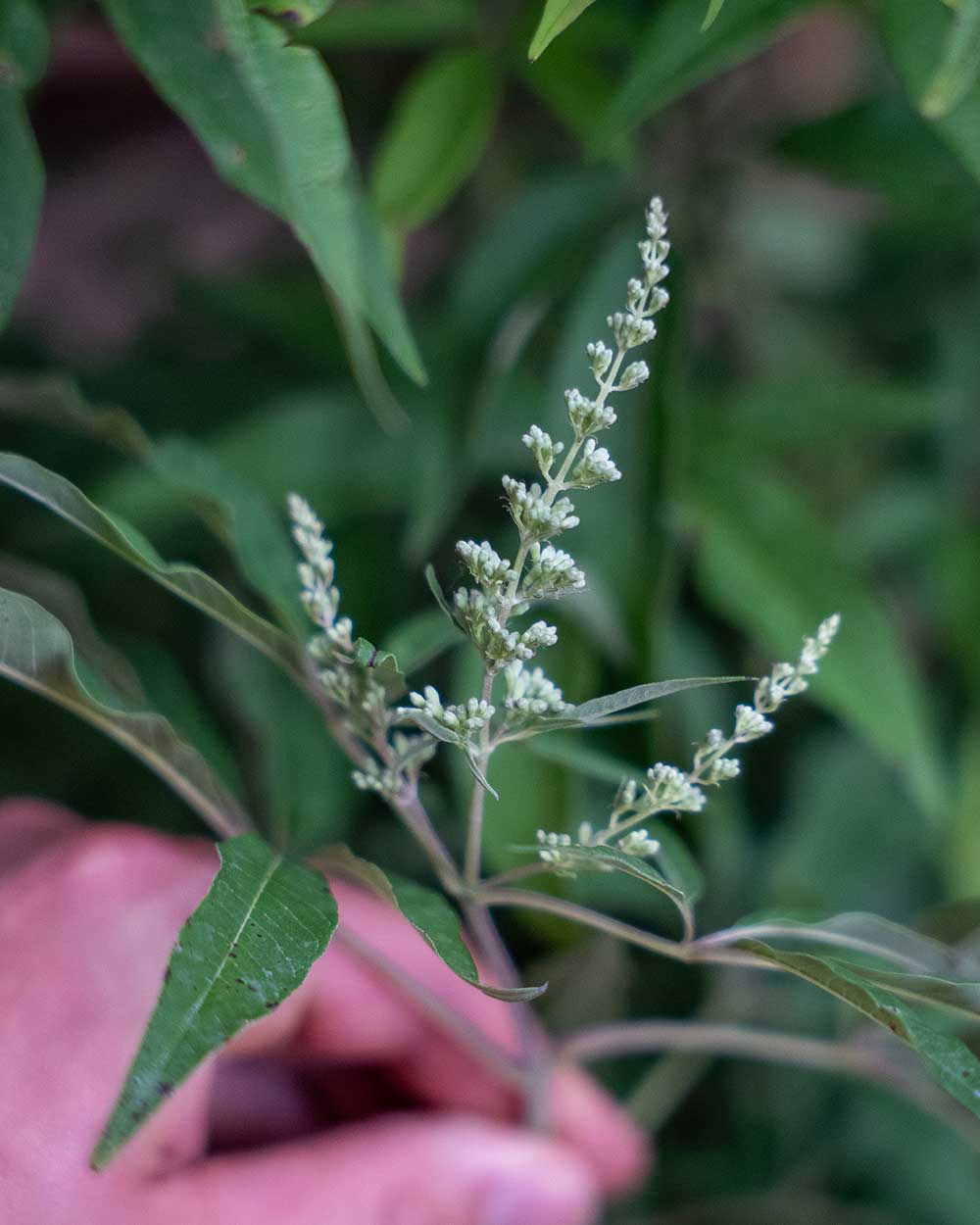 Mönchspfeffer – Vitex agnus castus var. latifolia