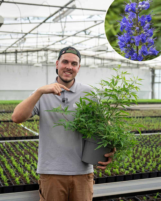 Mönchspfeffer – Vitex agnus castus var. latifolia