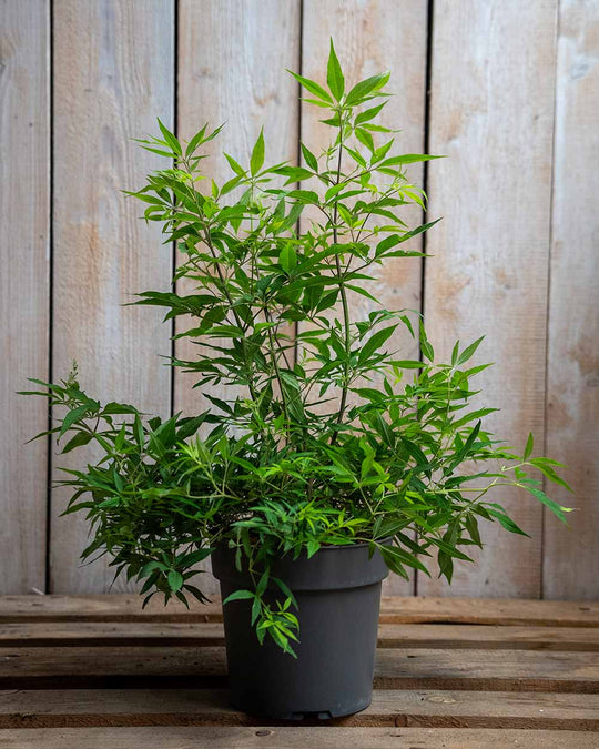 Mönchspfeffer – Vitex agnus castus var. latifolia