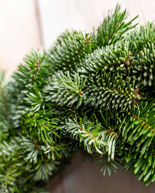 Adventskranz – Nordmanntanne