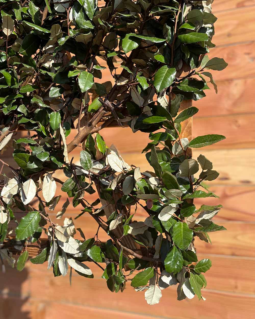 Ölweide – Elaeagnus × ebbingei (Spalierbaum)
