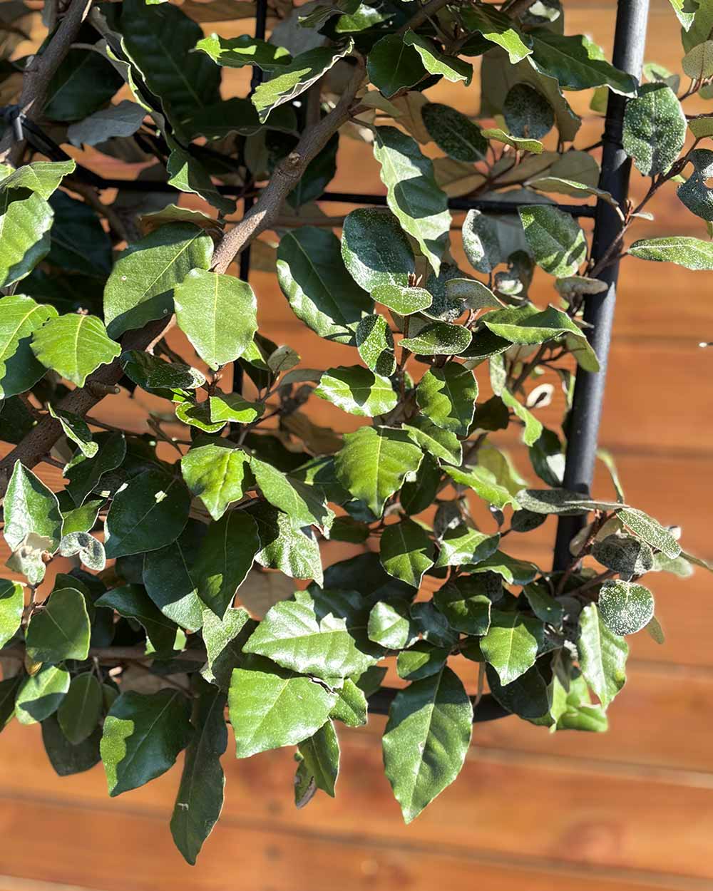 Ölweide – Elaeagnus × ebbingei (Spalierbaum)