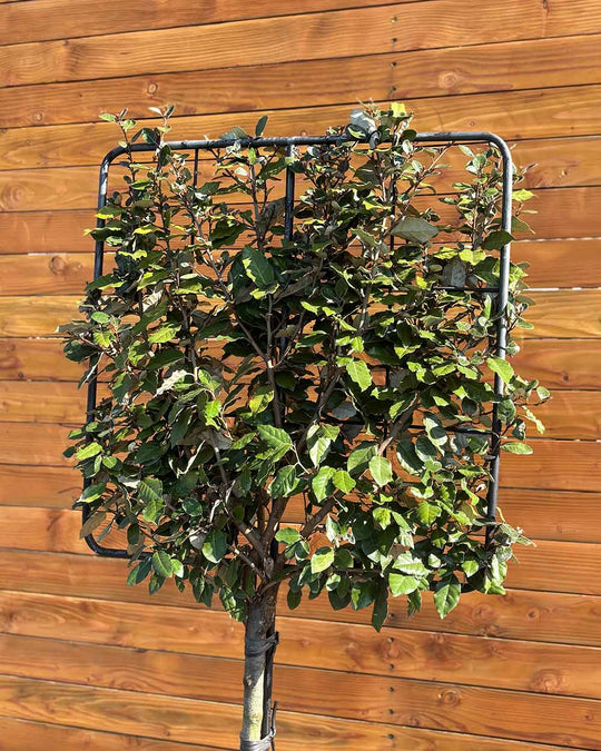 Ölweide – Elaeagnus × ebbingei (Spalierbaum)