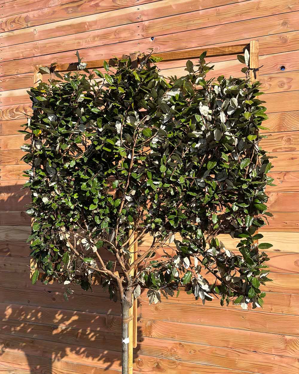 Ölweide – Elaeagnus × ebbingei (Spalierbaum)