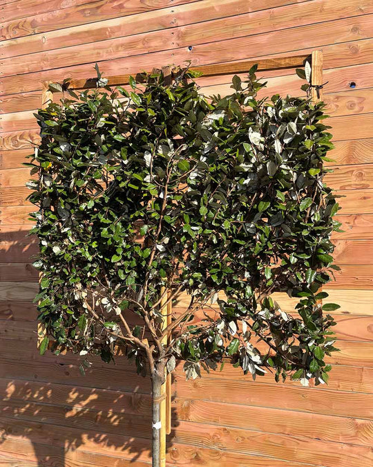 Ölweide – Elaeagnus × ebbingei (Spalierbaum)