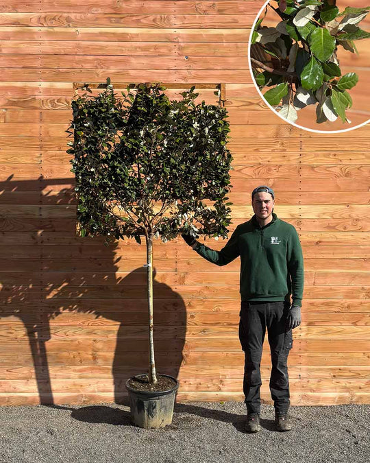 Ölweide – Elaeagnus × ebbingei (Spalierbaum)
