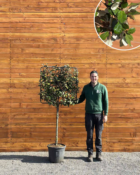 Ölweide – Elaeagnus × ebbingei (Spalierbaum)