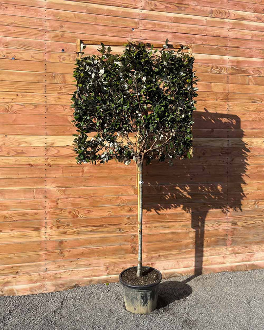 Ölweide – Elaeagnus × ebbingei (Spalierbaum)