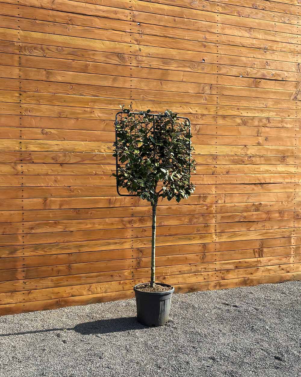 Ölweide – Elaeagnus × ebbingei (Spalierbaum)