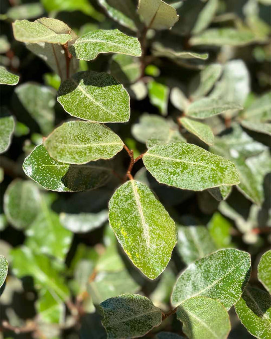 Ölweide – Elaeagnus x ebbingei ‘Compacta’ (Mehrstämmig)