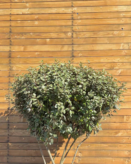 Ölweide – Elaeagnus x ebbingei ‘Compacta’ (Mehrstämmig)