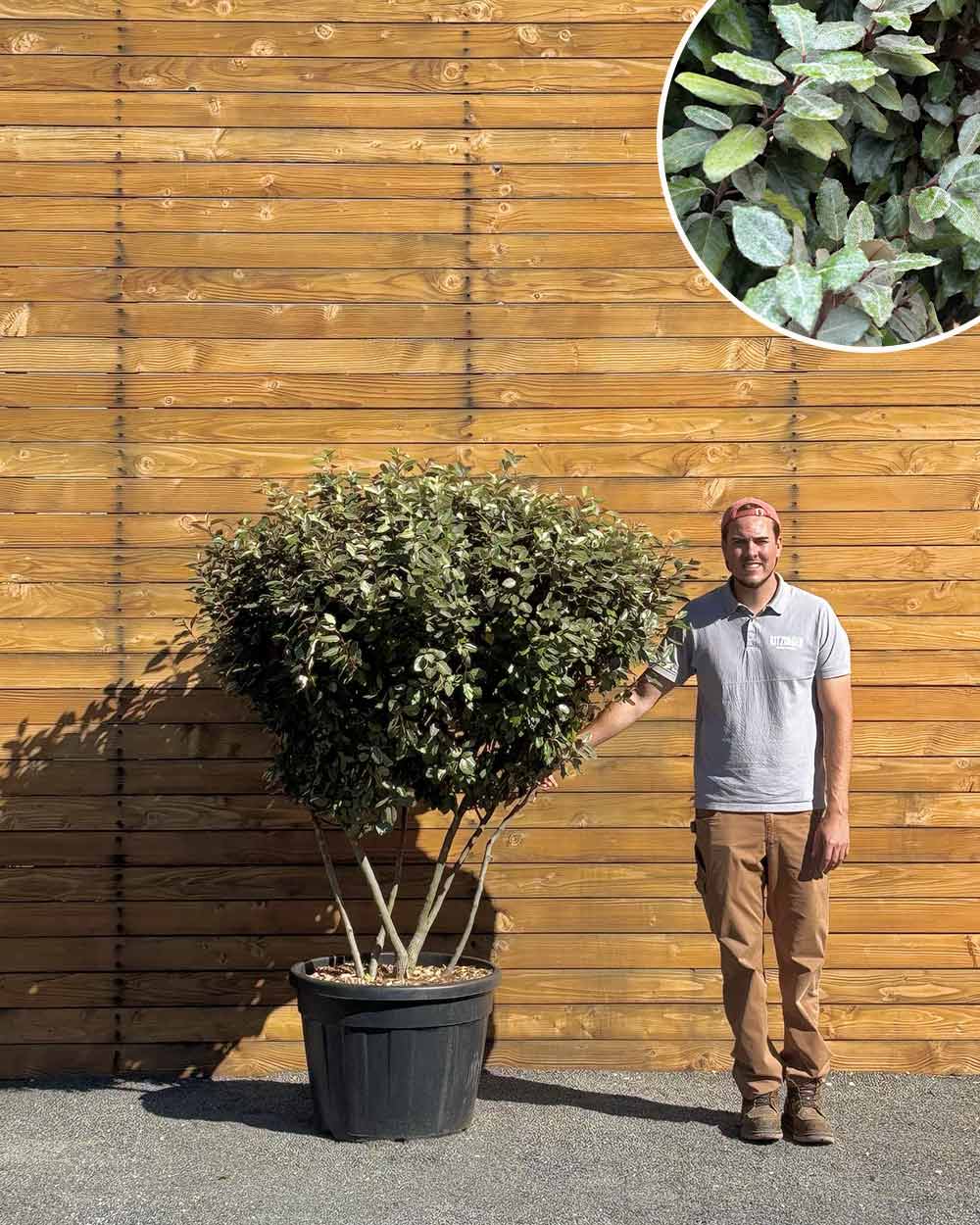 Ölweide – Elaeagnus x ebbingei ‘Compacta’ (Mehrstämmig)