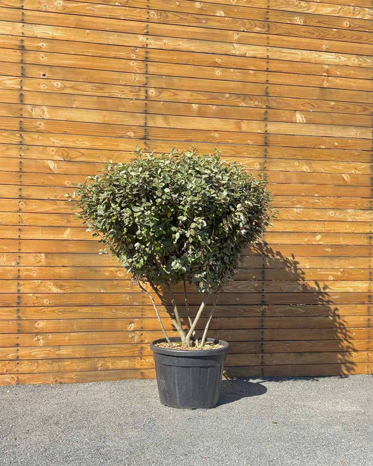 Ölweide – Elaeagnus x ebbingei ‘Compacta’ (Mehrstämmig)