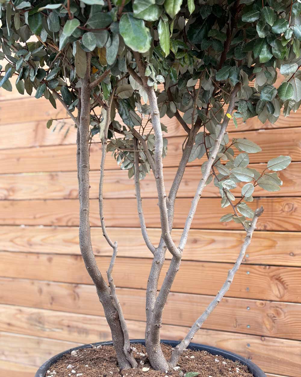 Ölweide – Elaeagnus ebbingei ‘Compacta’ (Mehrstämmig)