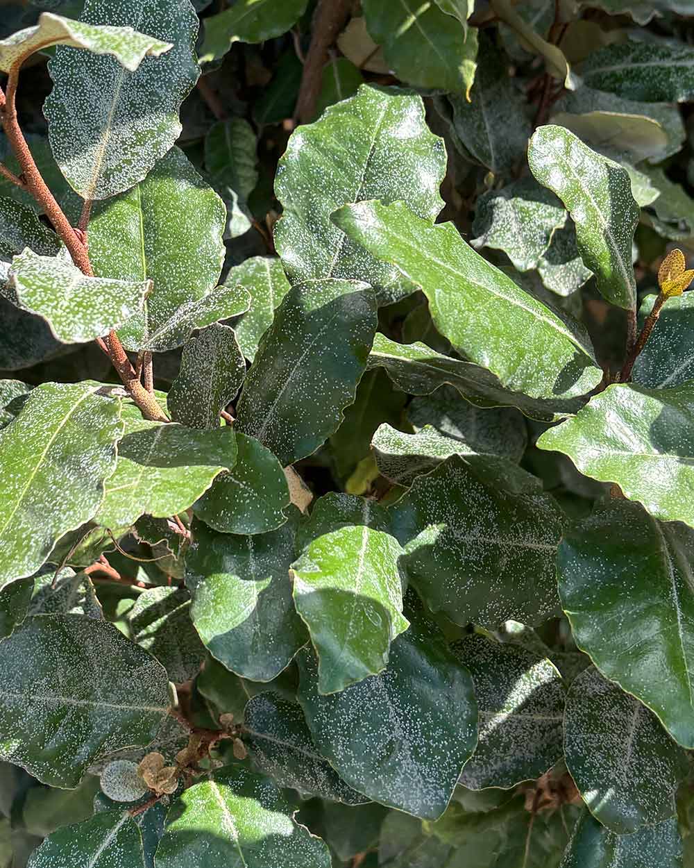 Ölweide – Elaeagnus × ebbingei (Hecke)