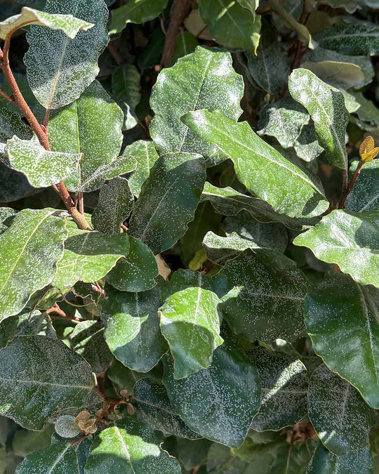 Ölweide – Elaeagnus × ebbingei (Hecke)