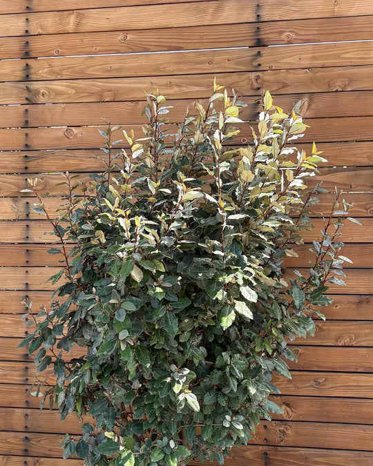 Ölweide – Elaeagnus × ebbingei (Hecke)