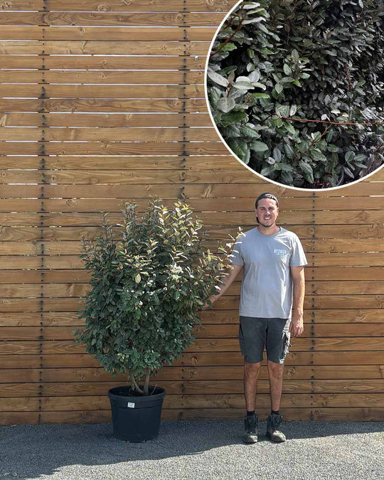 Ölweide – Elaeagnus × ebbingei (Hecke)