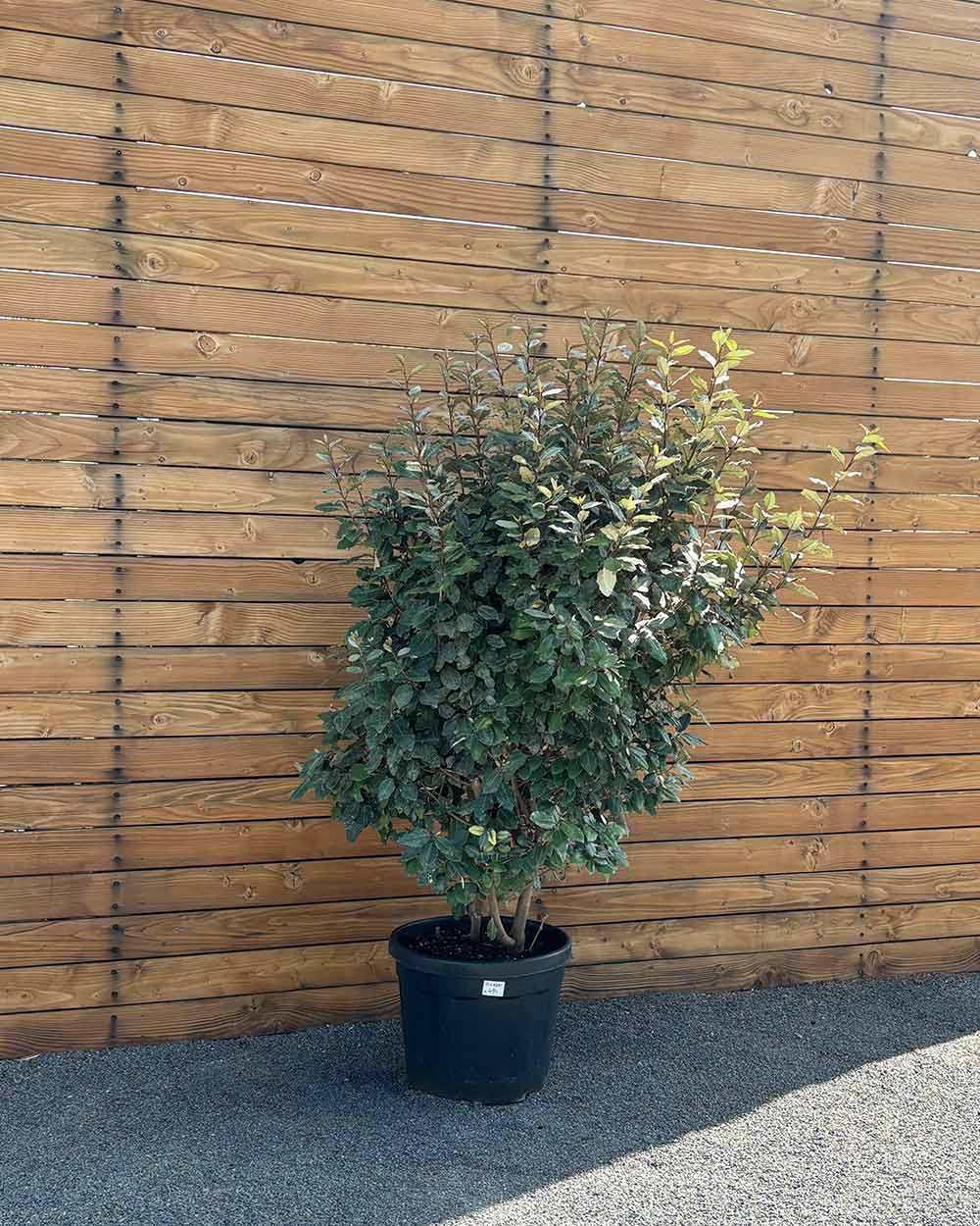 Ölweide – Elaeagnus × ebbingei (Hecke)