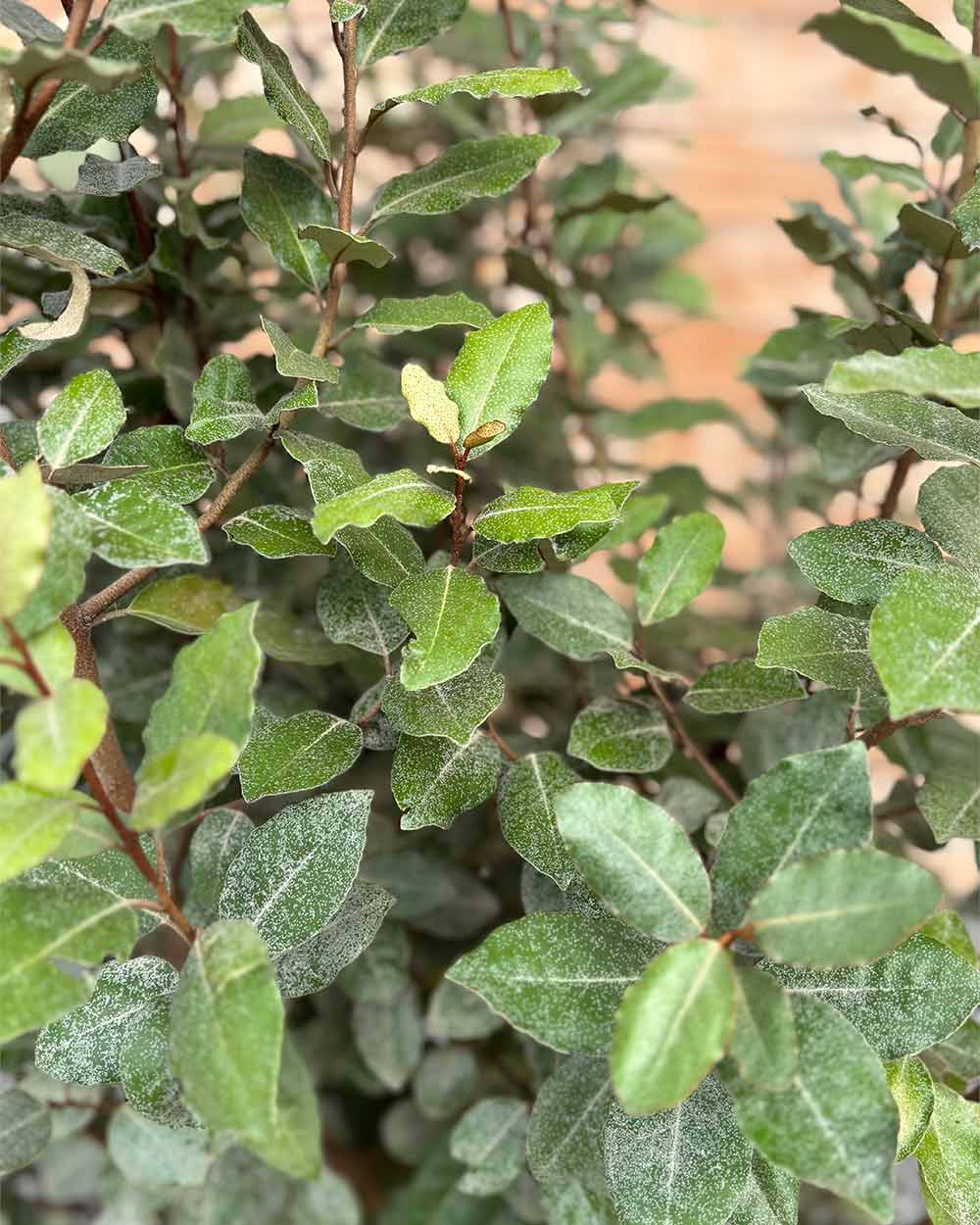 Ölweide – Elaeagnus × ebbingei (Hecke)